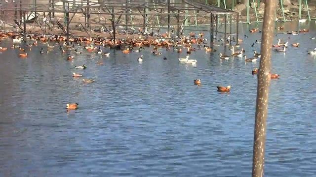 Waterfowl in the Moscow Zoo / Водоплавающие Птицы в Московском Зоопарке смотреть онлайн