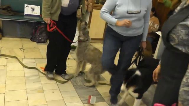 Экзамен на собаку-терапевта 01524 Lusha