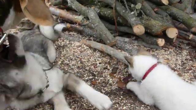 MI RECOVA LAIKA &BEGLE& COCKER .... МОЯ зграя ЛАЙКИ .БІГЛЕ .КОККЕР смотреть онлайн