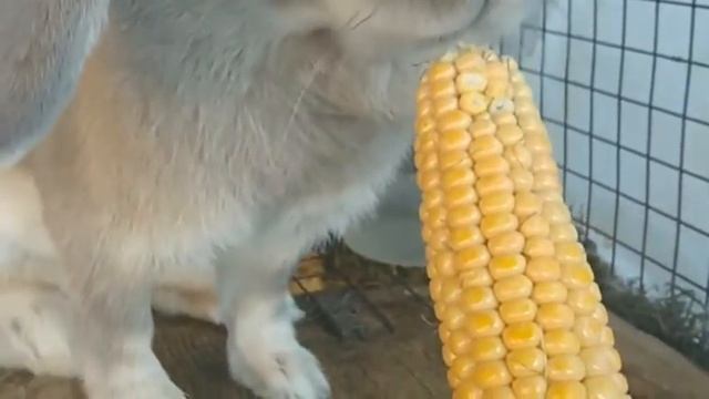 Можно ли кроликам кукурузу и листья от неё смотреть онлайн