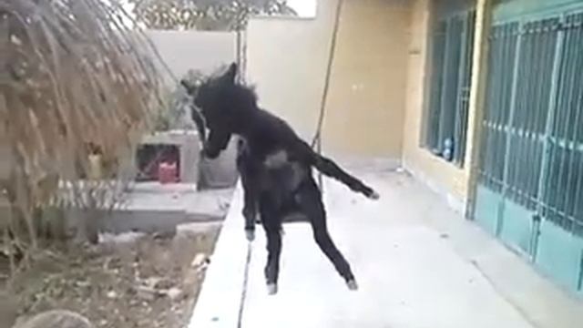 Отличнный прикол смотреть онлайн