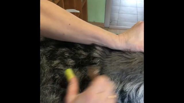 Стриппинг , тримминг цвергшнауцера смотреть онлайн