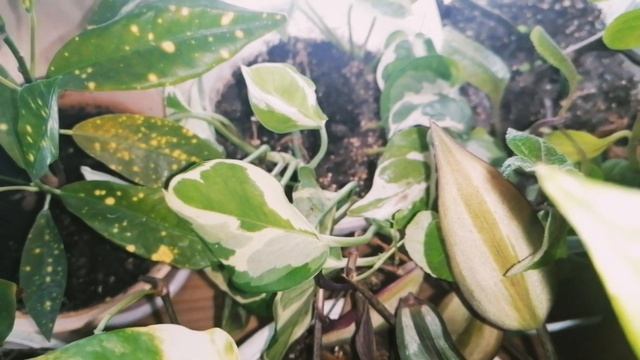 ?ХОЙЯ ЛАКУНОЗА ЗАЦВЕЛА!?ТАТЬЯНИН ДЕНЬ?Обзор цветов в детской.?Суккулентные садики в январе.? смотреть онлайн