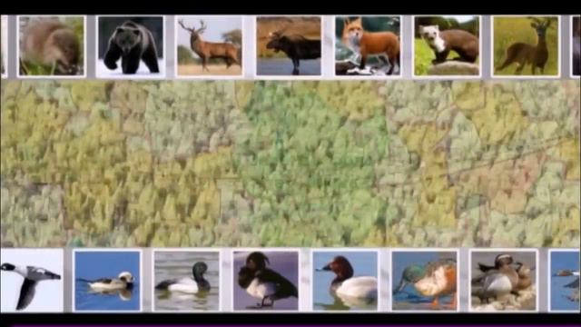 Hunting and fishing in the Omsk region (ENG) смотреть онлайн