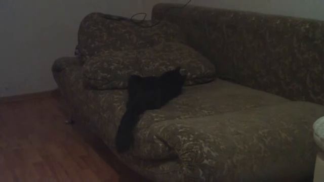 Кошка приносит мышку смотреть онлайн