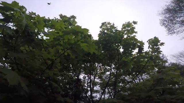 Майские жуки на клёне смотреть онлайн