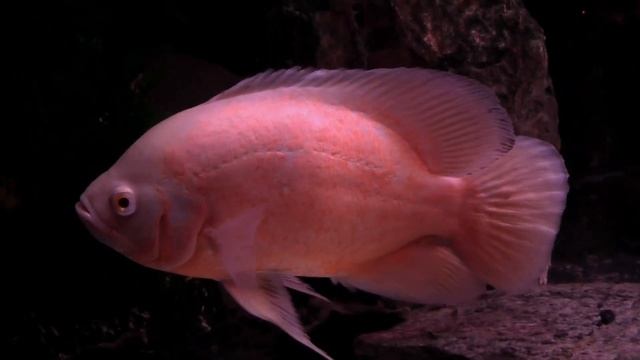Astronotus Ocellatus Albino.