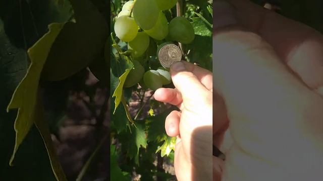 Виноград Монарх 2022 смотреть онлайн