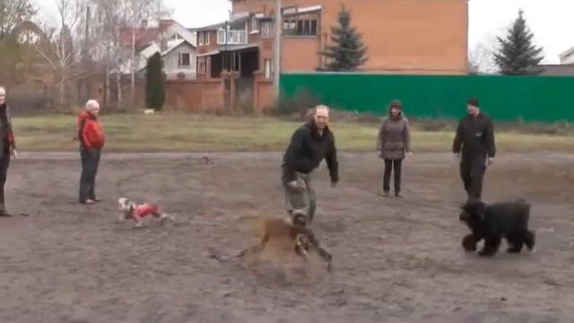 Догонялки с музыкой от 02 11 13