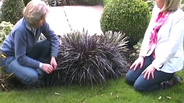 Ophiopogon planiscapus Nigrescens смотреть онлайн