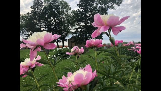 Buffalo Cemetery Spring Peonies 2020 смотреть онлайн