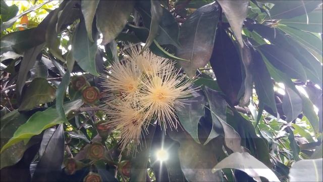 Pomarrosa, poma, pomo, pero de agua, pumalaca, Syzygium jambos. смотреть онлайн