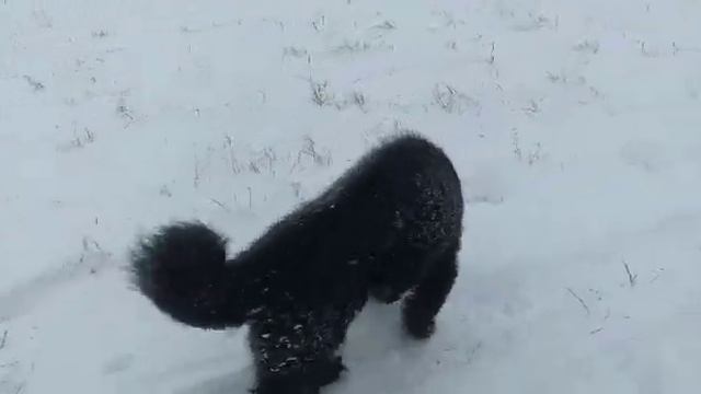 Перегон оленей смотреть онлайн