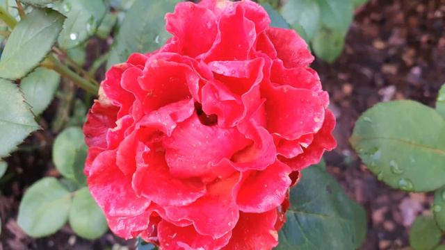 Мои прекрасные розы))) My beautiful roses))) смотреть онлайн