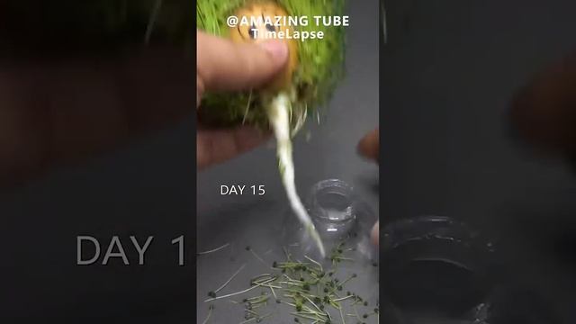 Growing Chia Seeds On Egg #timelapse смотреть онлайн