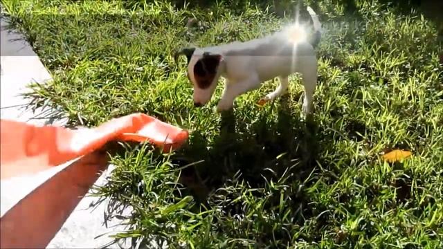 Merlin & Fit Test/ Как составить программу тренировок дома смотреть онлайн