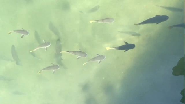 Deep sea fish fiesta смотреть онлайн