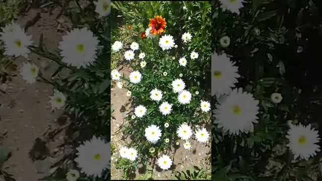 День цветка! смотреть онлайн