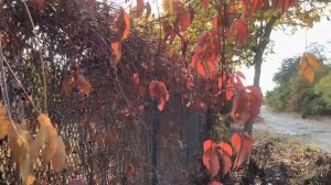 МЕЛОДИЯ НЕБЕС  ?  Японский саксофон ?