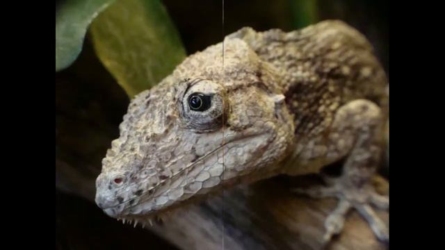 Хамелеолис смотреть онлайн