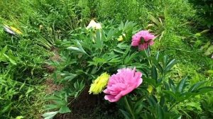 Жёлтый пион ИТО-гибрид Yellow Crown.