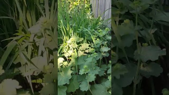 Сочетание растений в ландшафтном дизайне #shorts смотреть онлайн