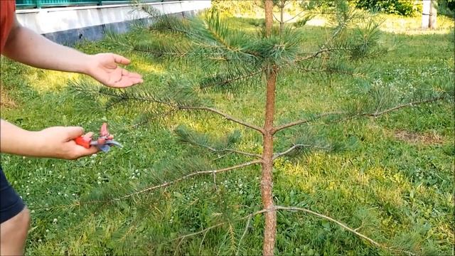 Как и зачем делать стрижку обрезку прищипку сосны ниваки в июне. смотреть онлайн