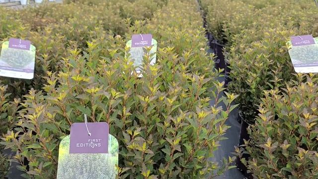 Physocarpus Little Devil™// Tough & Hardy, NATIVE Small Shrub With Dark FOLIAGE & Pale Pink Flowers смотреть онлайн