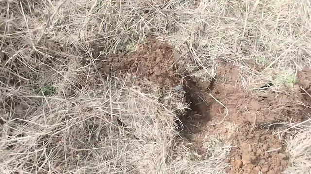 Накопал хорошего железа там где конкуренты прошли мимо смотреть онлайн