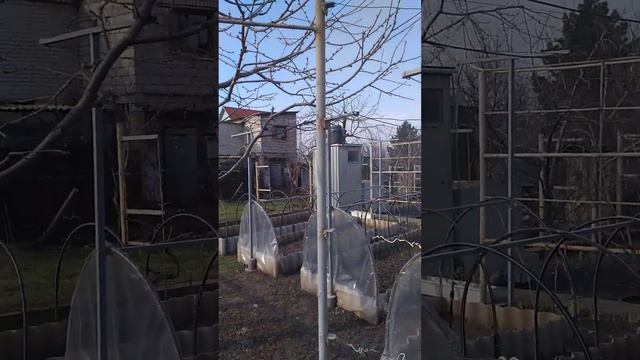черешня выращенная из косточки. смотреть онлайн