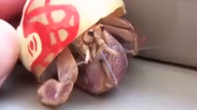 Hermit Crab Chirping смотреть онлайн