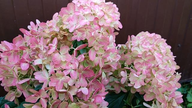 Метельчатая гортензия Граффити