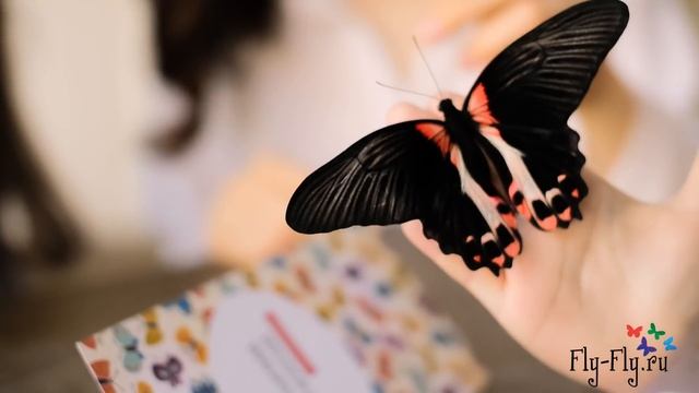 Ферма бабочек. "Бабочкарий" с настоящими бабочками от Флай-Флай - лучший подарок дочке на 8 марта! смотреть онлайн