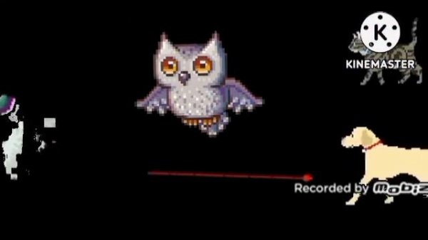 safari animals collecion kids picture show