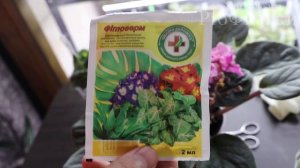 ГЛАВНЫЙ ВРАГ ФИАЛОК! КАК ОБРАБАТЫВАТЬ ФИАЛКИ ОТ КЛЕЩА?  Просто и понятно