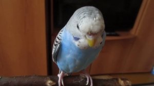 Самка волнистого попугая разговаривает