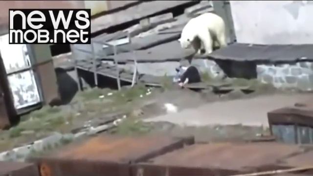 Russia - Polar bear attacks woman смотреть онлайн
