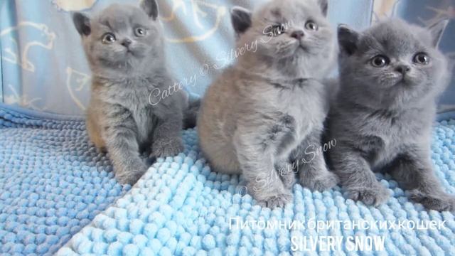 Маленькие британские котята. помет от 27 мая 2021