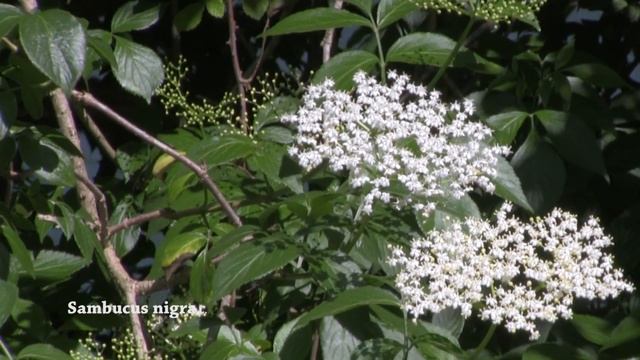 Sambucus Nigra - Black elderberry or European elder identification uk Elderflowers & Elderberries смотреть онлайн