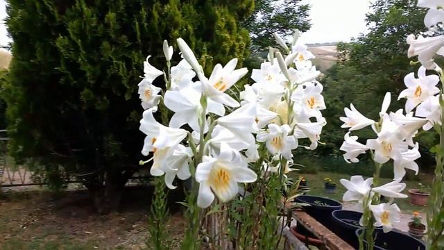 Giglio di Sant'Antonio (Lilium candidum) medicinal plant смотреть онлайн