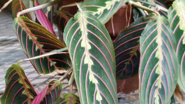 MARANTA LEUCONEURA (PRAYER PLANT) - BRAZIL, MARANTACEAE