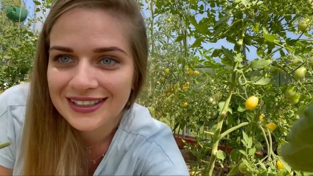 Сбор томатов сорта Сумасшедшие вишни Барри/ Barry’s crazy cherry/ смотреть онлайн