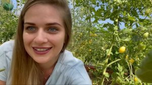 Сбор томатов сорта Сумасшедшие вишни Барри/ Barry’s crazy cherry/