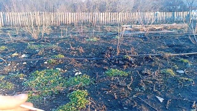 На смородине открылись почки . смотреть онлайн