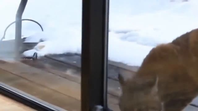 Рысь и домашний кот.. и стекляная дверь) смотреть онлайн