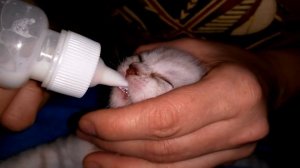 КАК Кормит Котят!Соска или Шприц ? 27 дней котятам.