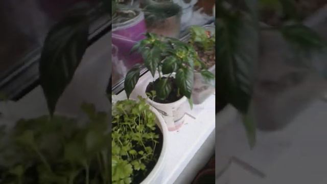 Мой любимый огородик, ещё на балконе! смотреть онлайн