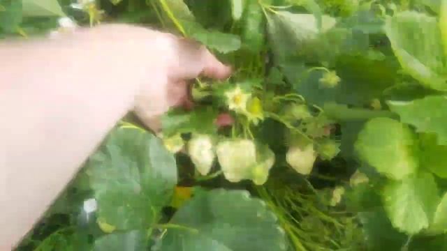 Клубника Альба на второй год, порядка 1 кг с куста в среднем) смотреть онлайн
