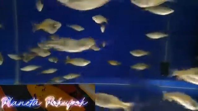 Планета покупок "Зоомагазин" Радужницы.г Барнаул. смотреть онлайн