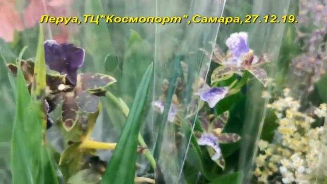 ЛЕРУА:завоз ПРЕКРАСНЫХ ОРХИДЕЙ!27.12.19.Самара,ТЦ"Космопорт" смотреть онлайн